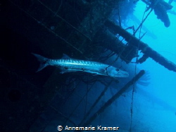 A Great Barracuda (Sphyraena barracuda) chills out at the... by Annemarie Kramer 